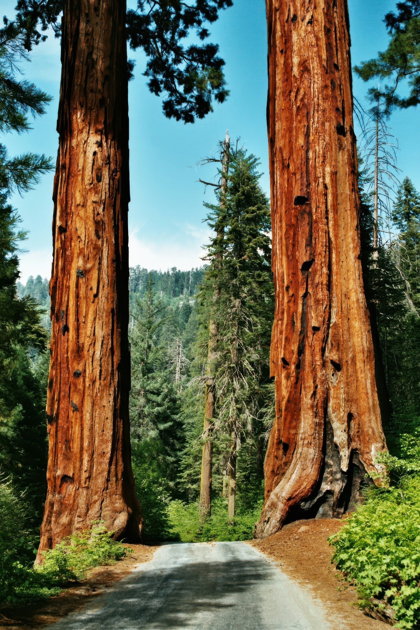 Why Planting Sequoias Is Vital for Climate Action