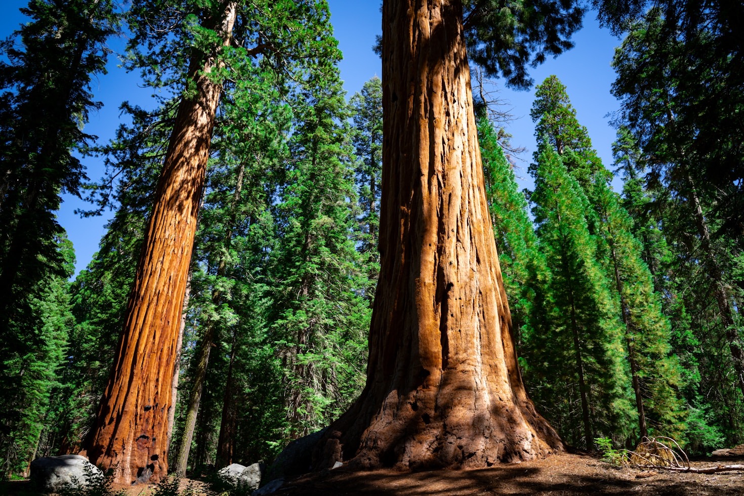 How Growing Sequoias Helps Preserve Biodiversity
