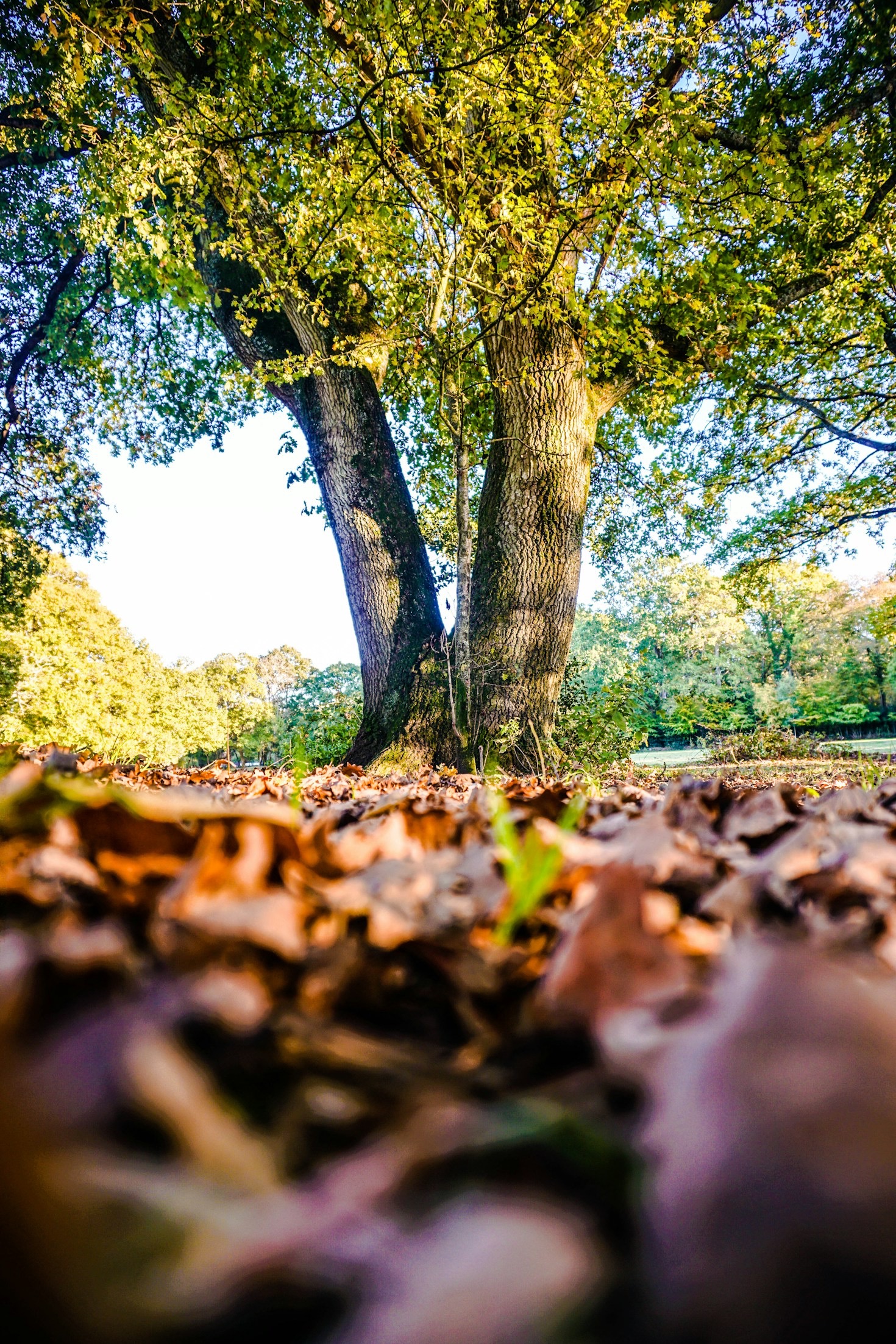Top Tips for Starting Your Sequoia Planting Journey