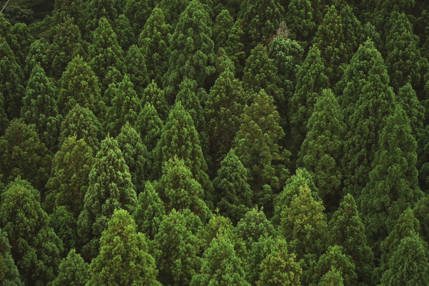 Stories of Communities United by Sequoia Planting