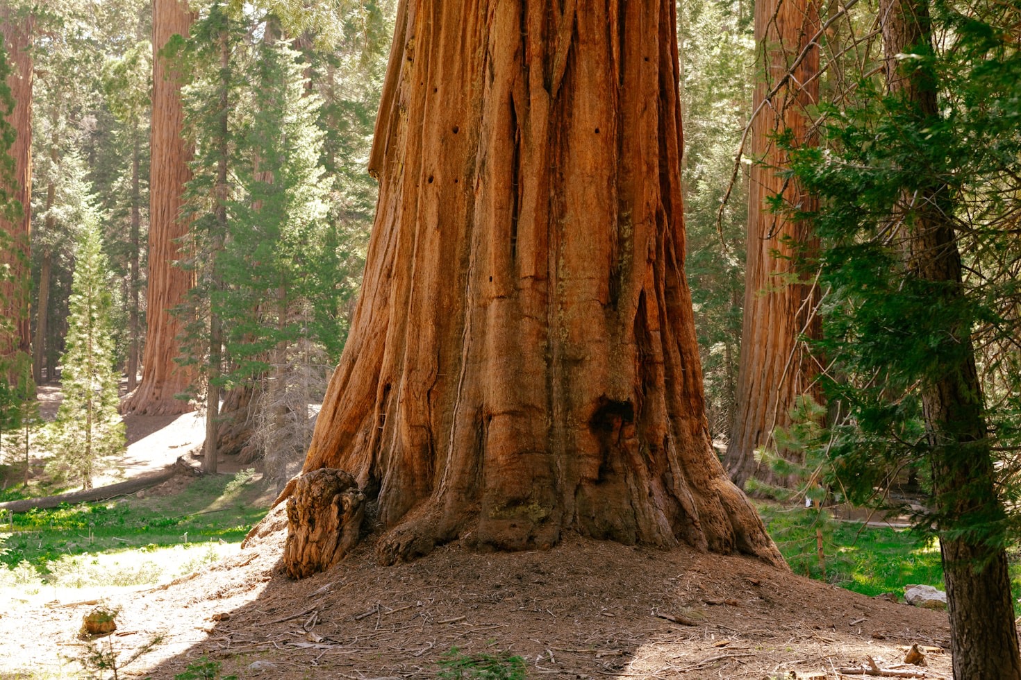 The Environmental Impact of Planting Sequoia Trees