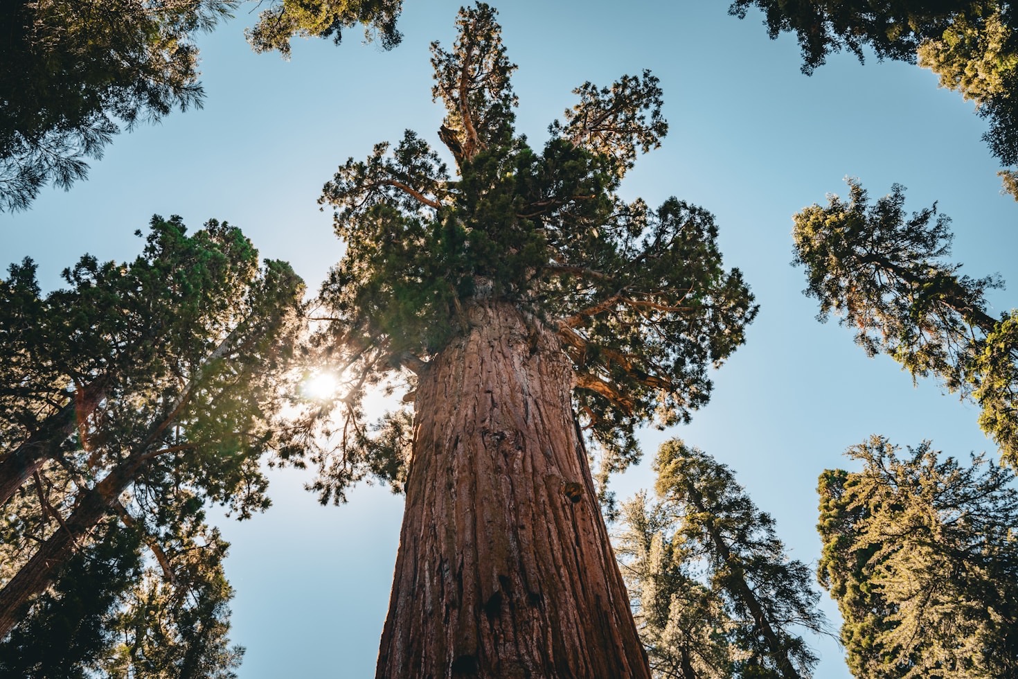 Sequoia Planting: A Legacy for Future Generations