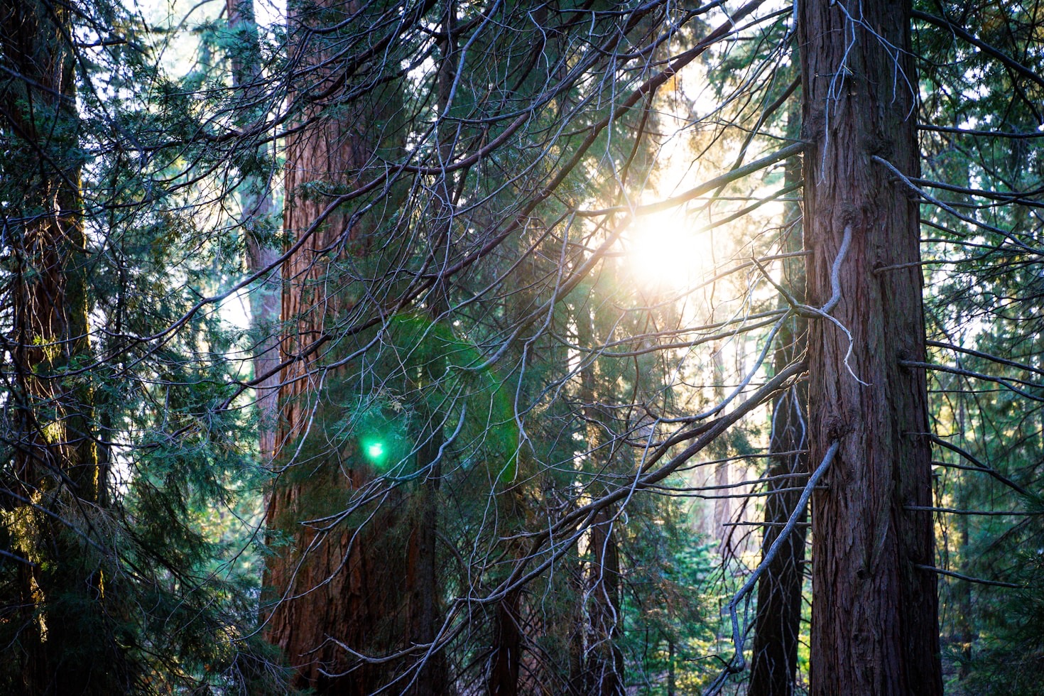 How You Can Join the Sequoia Conservation Movement